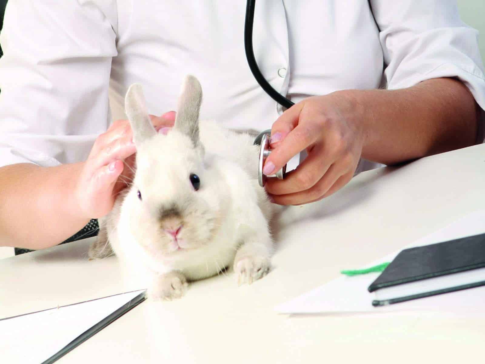 Lapin centre vétérinaire spécialiste caladrius belgique