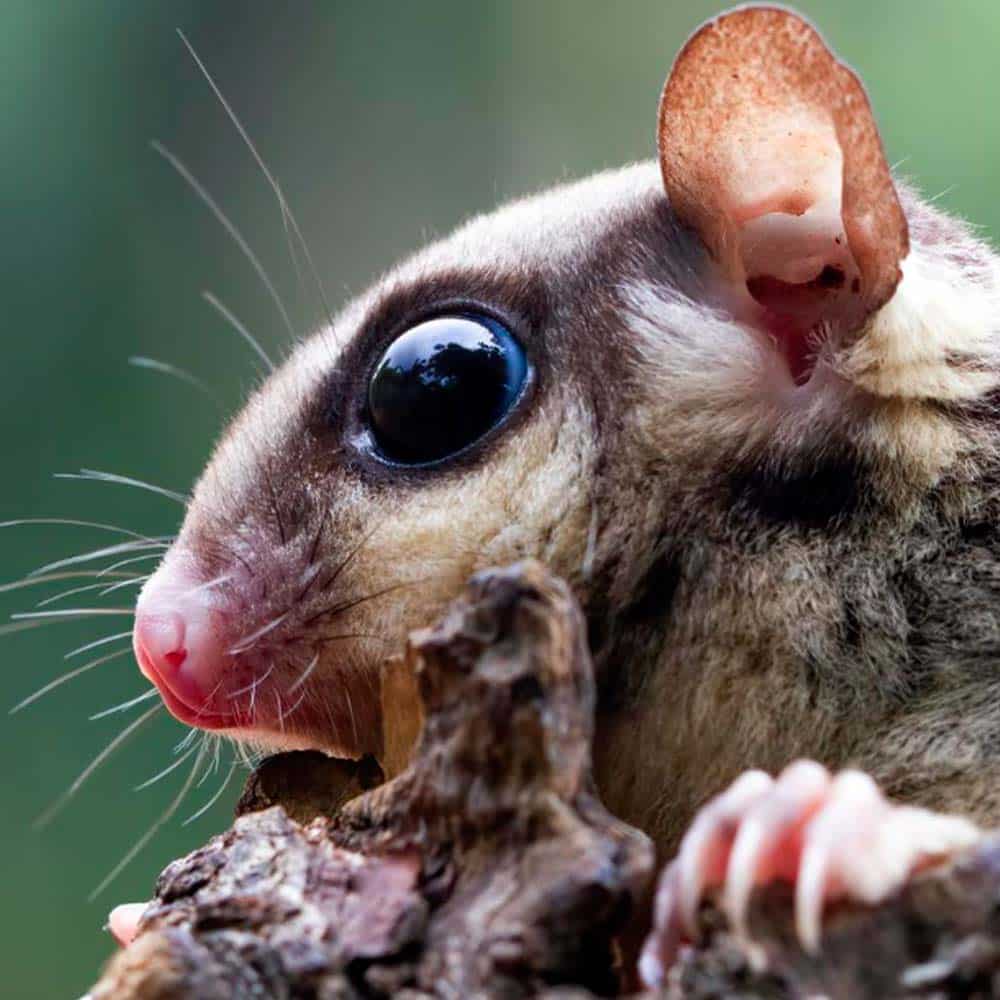 Nouveaux animaux de compagnie caladrius belgique