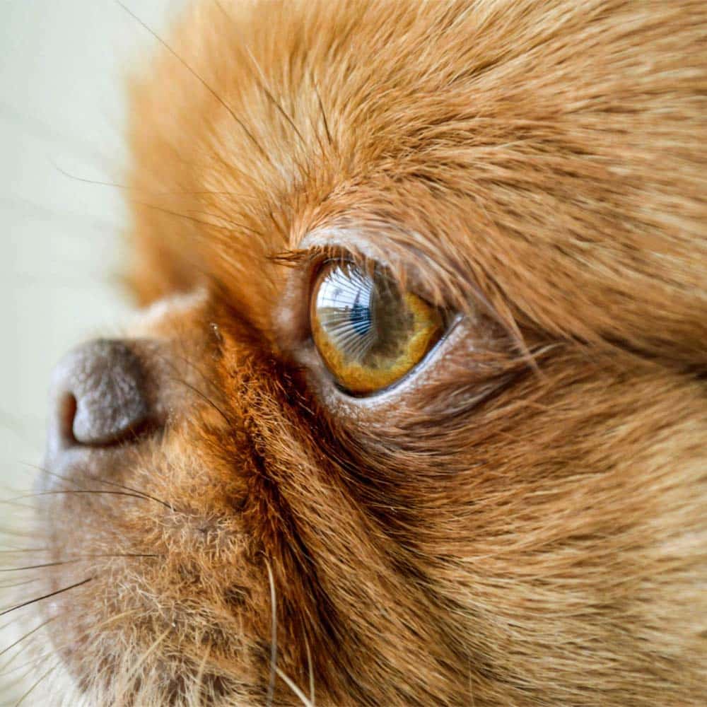 Ophtalmologie chien vétérinaire centre de spécialiste caladrius belgique