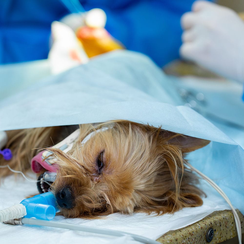 soins vétérinaire chien centre de spécialiste caladrius belgique