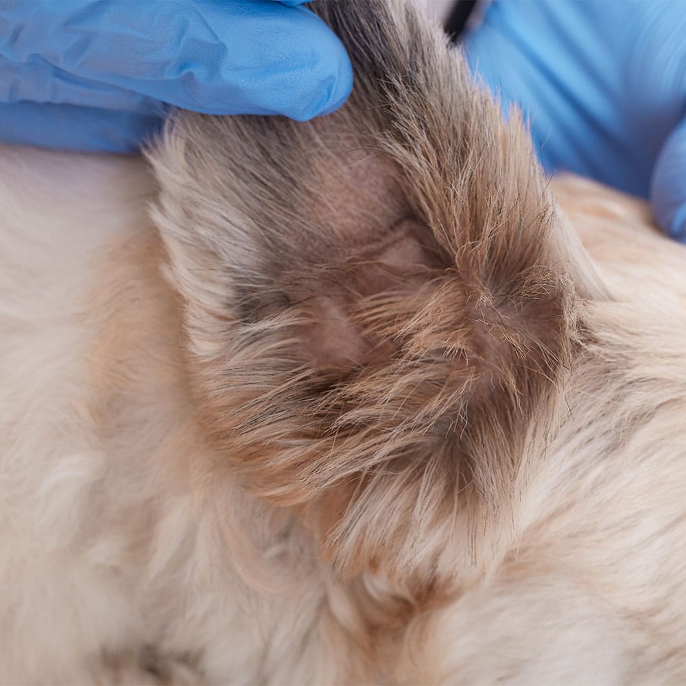 oreille chien vétérinaire centre de spécialiste caladrius belgique