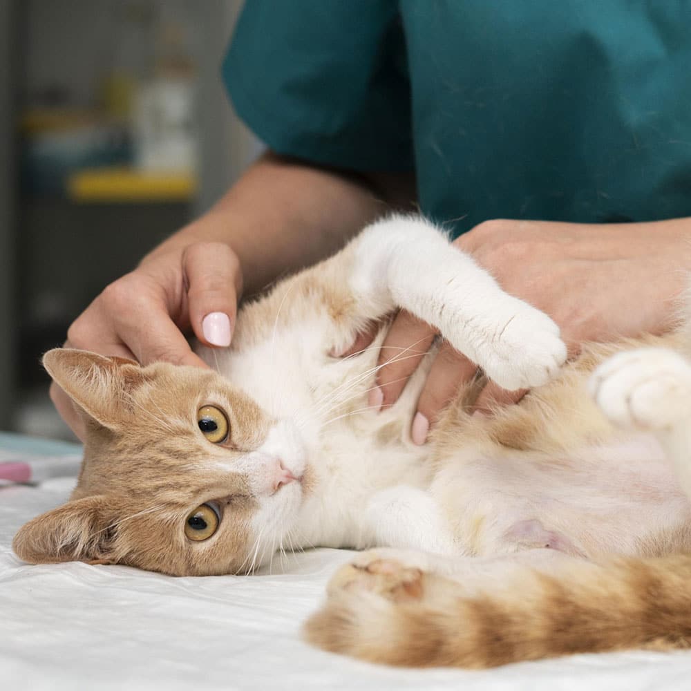 chat consultation vétérinaire centre de spécialiste caladrius belgique