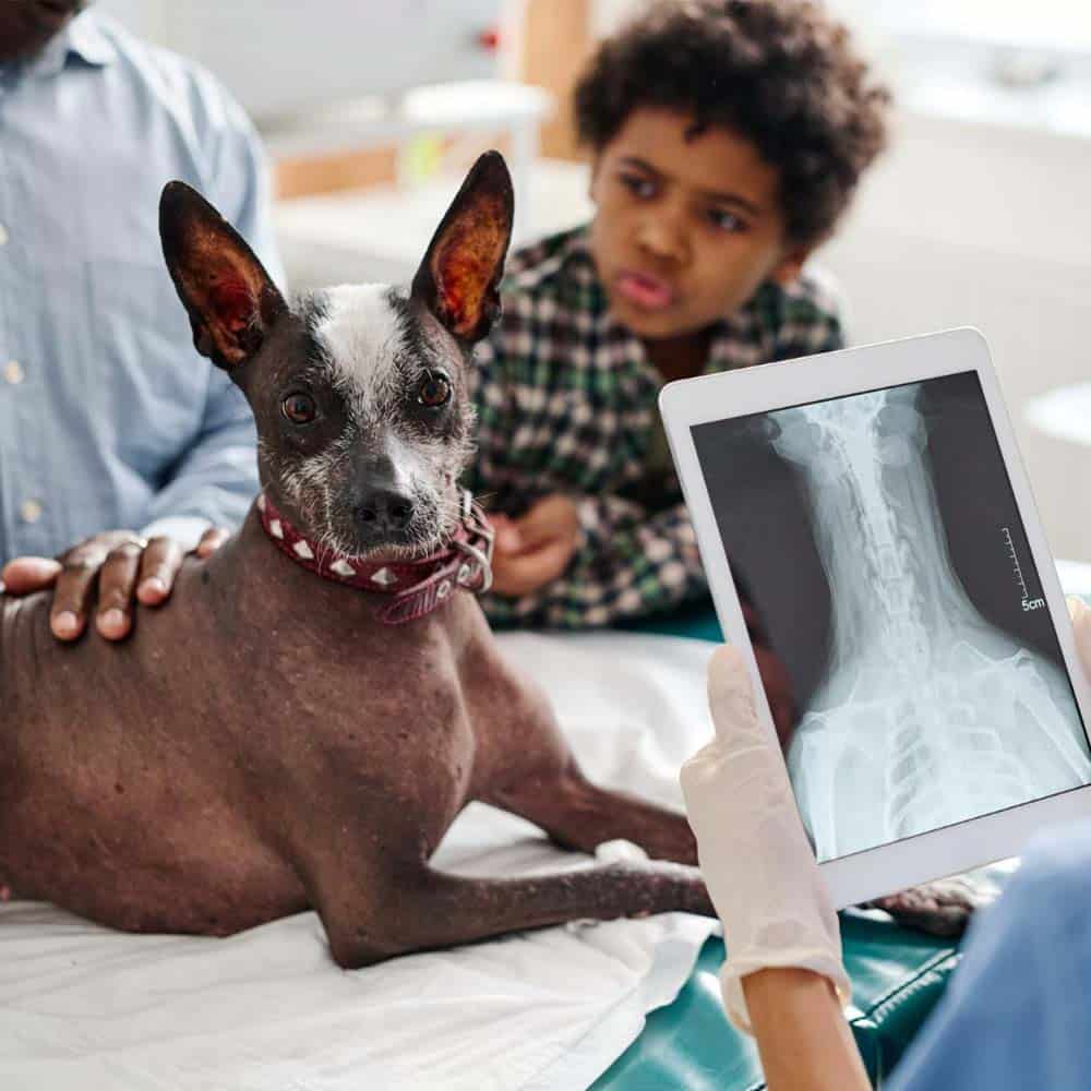 radiologie vétérinaire centre de spécialiste caladrius belgique