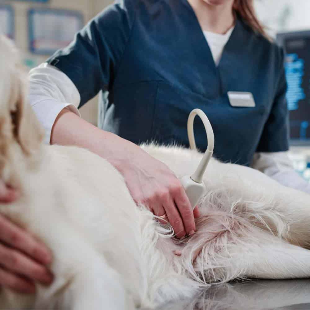 échographie vétérinaire centre de spécialiste caladrius belgique