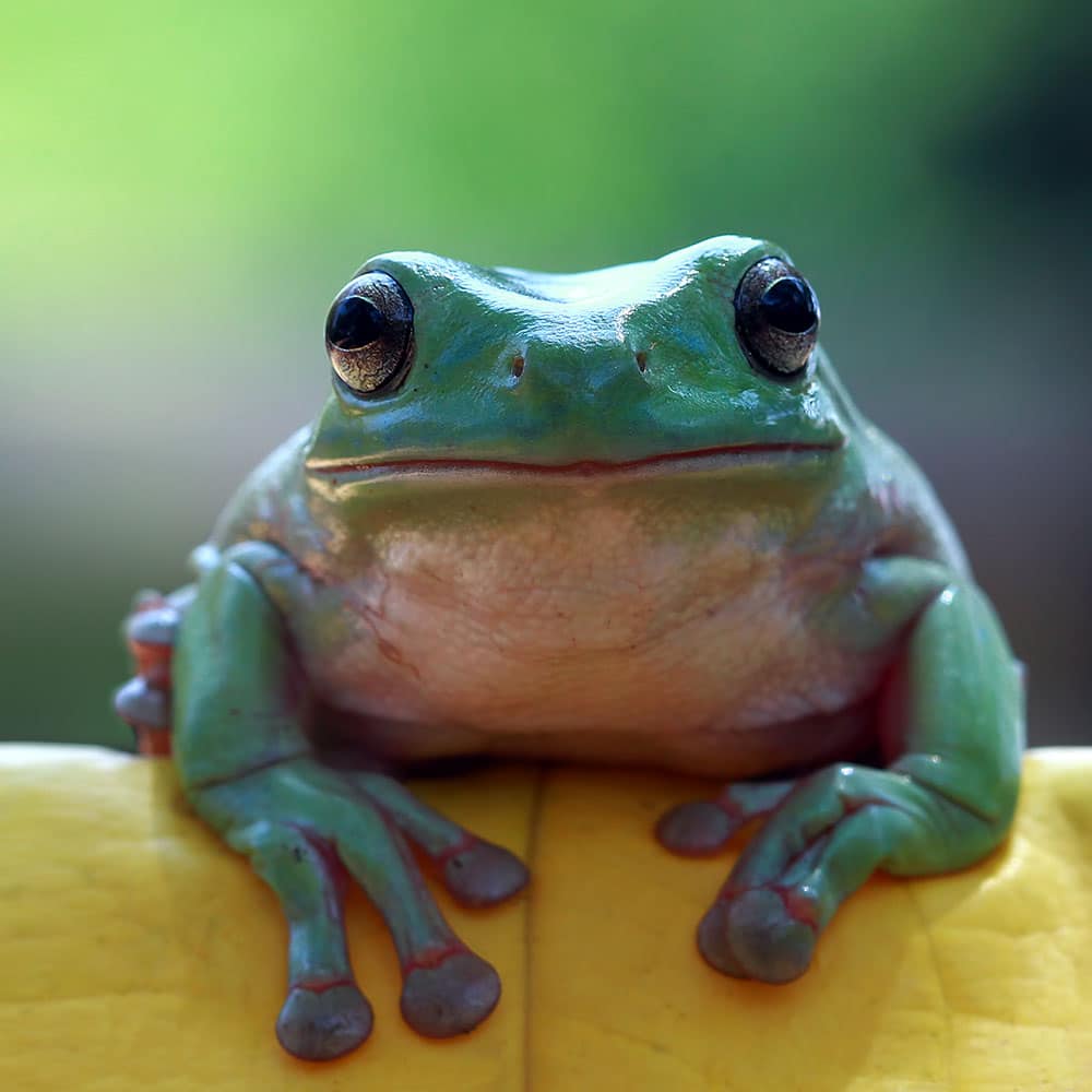 grenouille NAC vétérinaire centre de spécialiste caladrius belgique