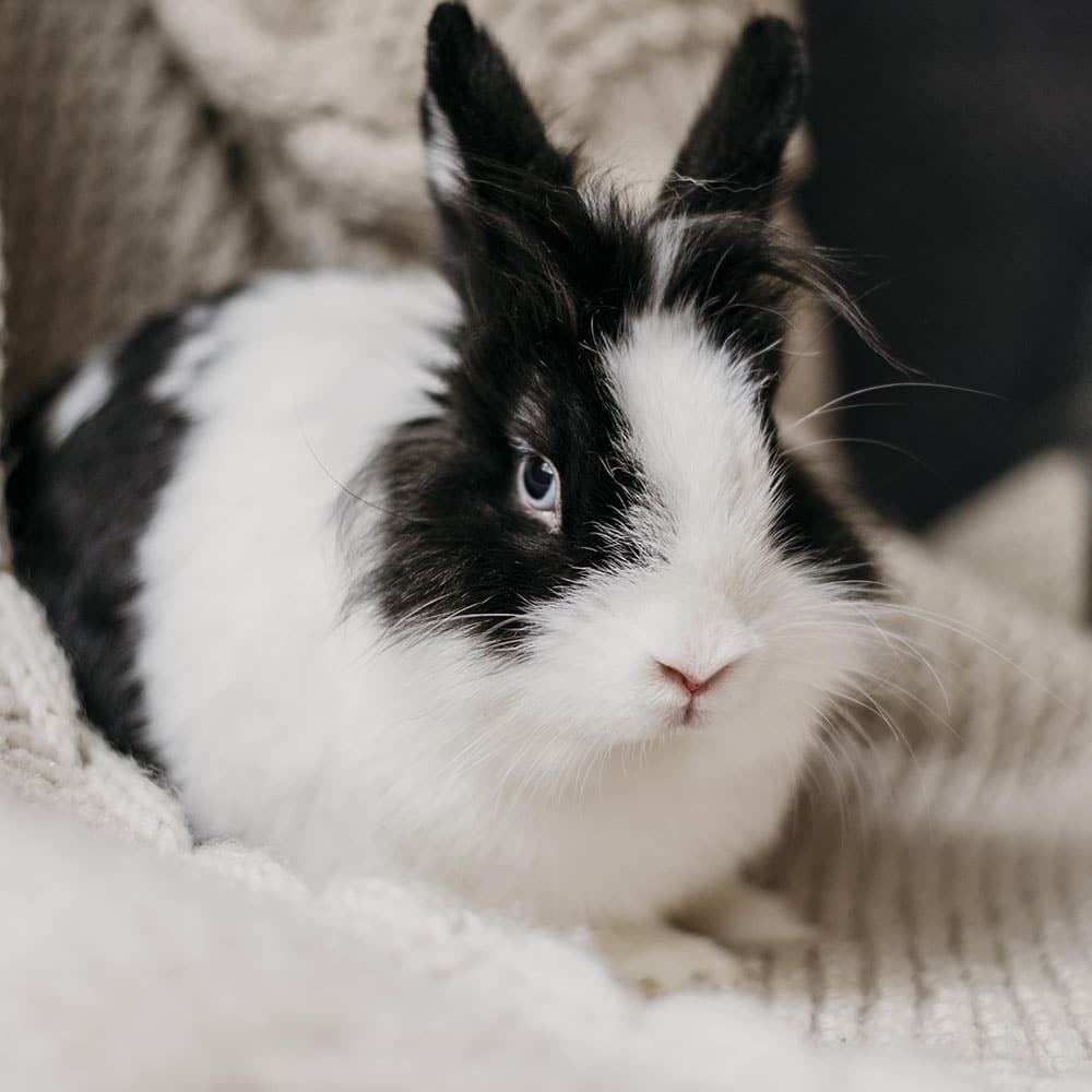 Lapin NAC vétérinaire centre de spécialiste caladrius belgique