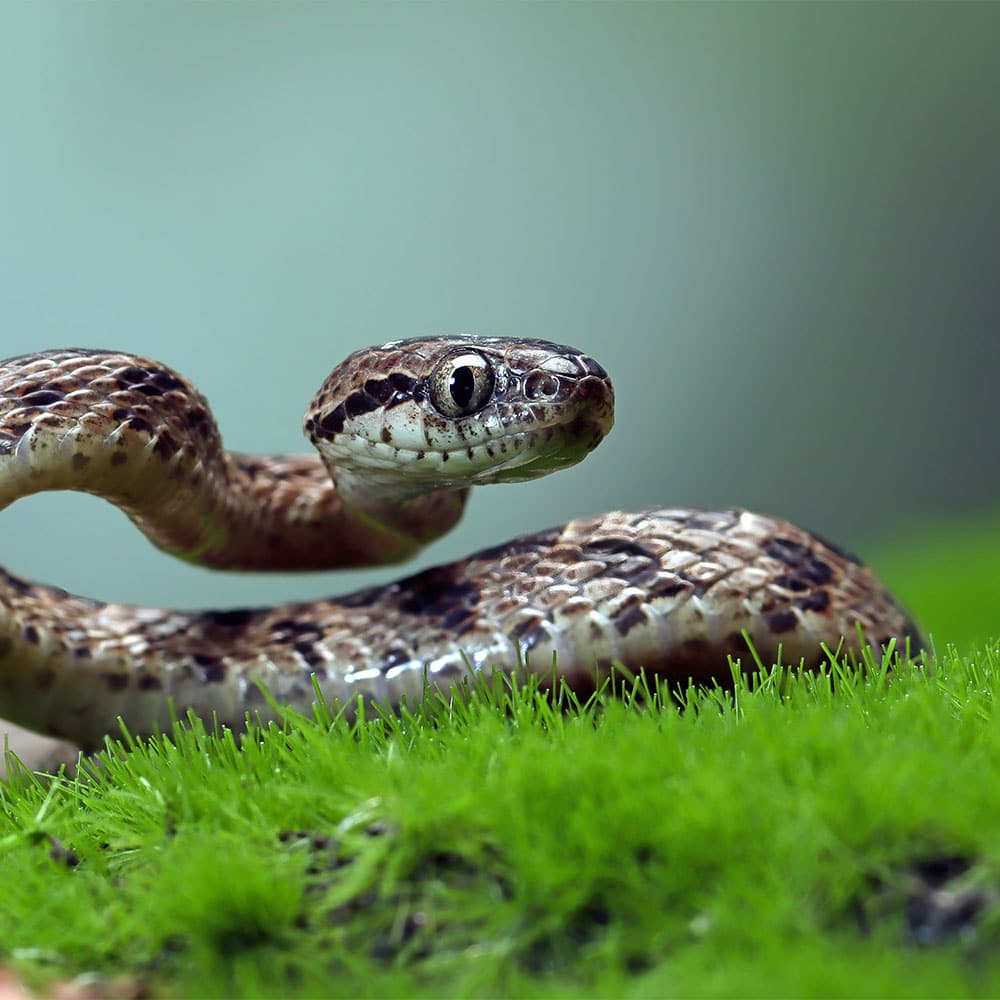 serpent NAC vétérinaire centre de spécialiste caladrius belgique