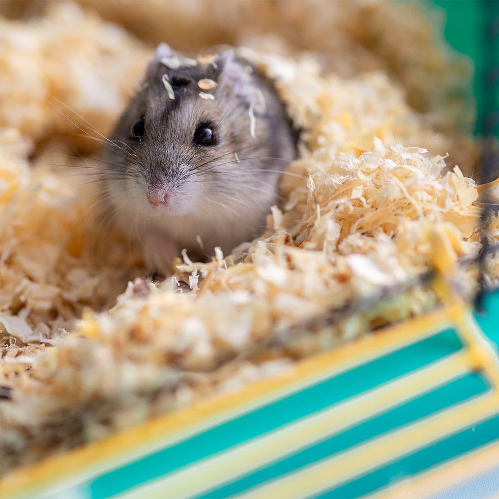 hamster NAC vétérinaire centre de spécialiste caladrius belgique