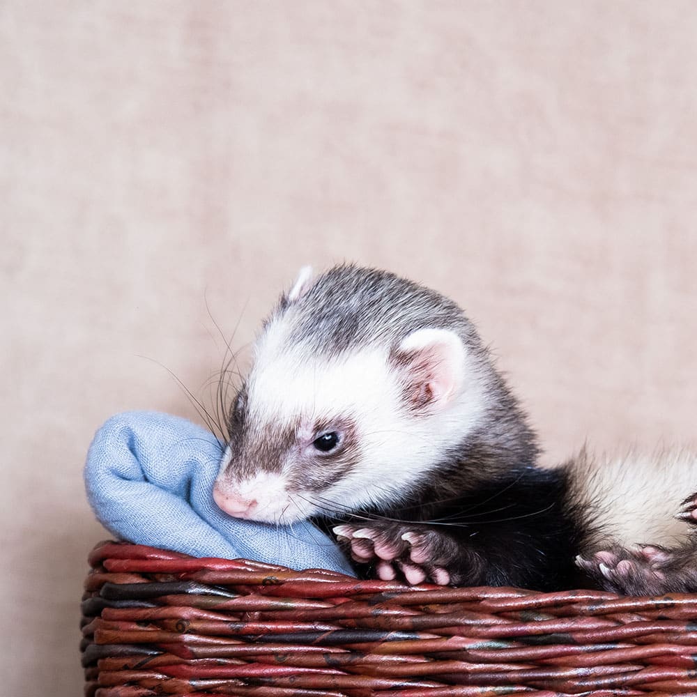 Furet NAC vétérinaire centre de spécialiste caladrius belgique