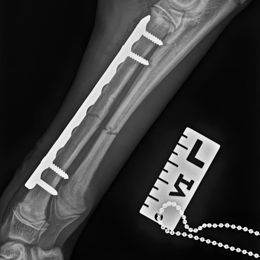 radiologie vétérinaire centre de spécialiste caladrius belgique