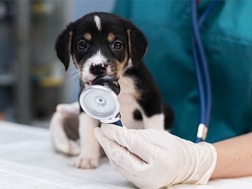 chiot consultation au vétérinaire centre de spécialiste caladrius belgique