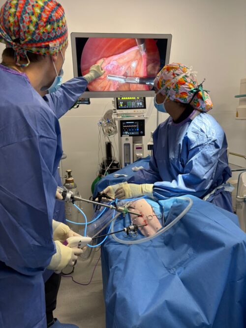 Photo-chirurgie-intervention-coelioscopie-vWD-chien 2